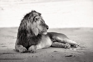 cae2356 18 bw