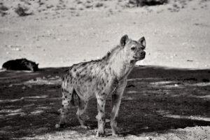 cae3821 106 bw