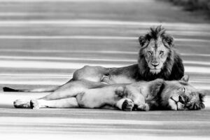 knp21 0911 bw