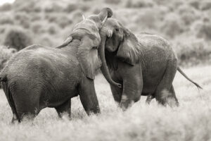 knp21 1517 bw