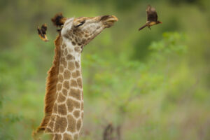 knp21 1665 edit