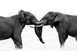 knp21 3149 edit