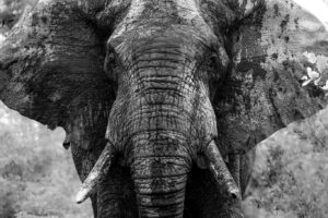 knp21 3325 bw