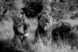 knp21 4867 bw