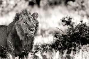 knp21 4876 bw