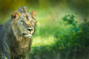 knp21 4876 edit