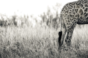 kruger oct 2025 006 bwt
