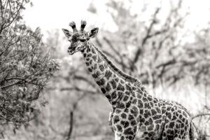 kruger oct 2025 008 bwt