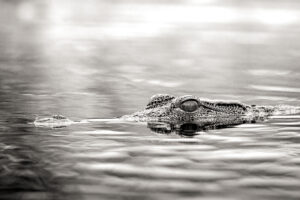 kruger oct 2025 014 bwt