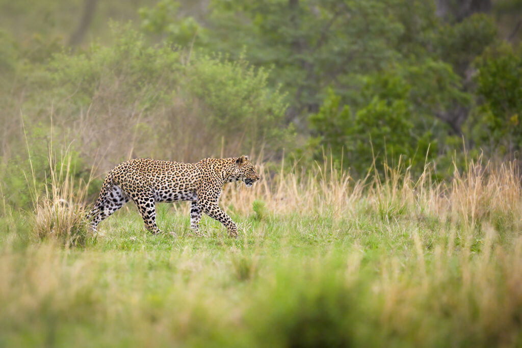 kruger oct 2025 174