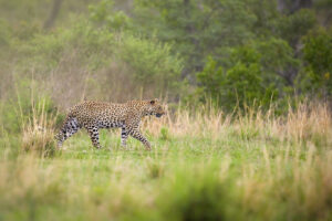 kruger oct 2025 174