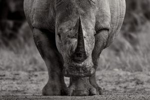 kruger oct 2025 183 bw