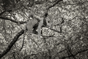 kruger oct 2025 191 bw