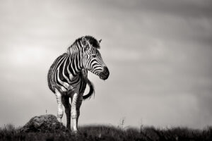 rietvlei dam 1 bw